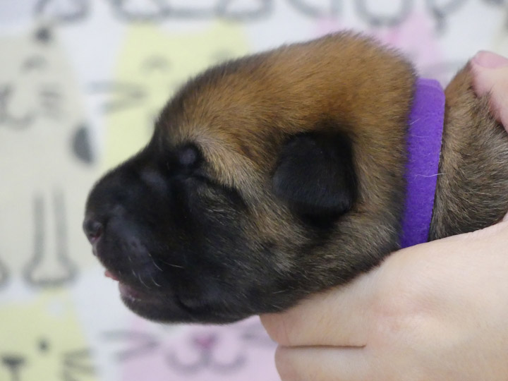 chinook puppy